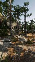A forest filled with lots of trees and rocks video