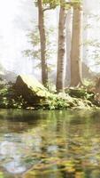A stream running through a lush green forest video