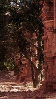 A narrow alley with a tree in the middle of it video