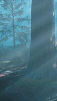 A forest filled with lots of tall trees video