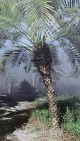 A palm tree in the middle of a foggy forest video