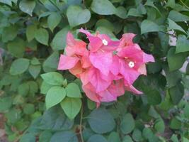 Red bougainvillea flower is a perennial plant of the type of shrub Size from small bushes to large bushes With thorns growing along the trunk. photo