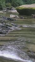 Waterfall in the mountains in the forest. CREATIVE. A river slowly flows from a waterfall in a green forest. Mountain river flows down video