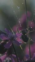 A small spider. Creative. A small spider that is entangled in its spider web and has beautiful purple flowers on the back. video