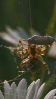 A large thin slimy spider web on the flowers .Creative.A huge yellow spider weaving a web and removing a butterfly cocoon from it. video