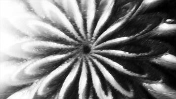 cinzento e azul flor com afilando pétalas. movimento. luz fundo com flores este mover fez dentro 3d formatar. video
