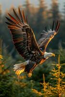A large eagle is flying through a forest with the sun shining on it. Concept of freedom and power, as the eagle soars through the trees with its wings spread wide photo
