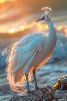 A white bird with a large white head stands on a rock photo