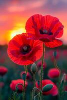 Two red flowers are in a field with a sunset in the background. The flowers are in full bloom and are the focal point of the image. photo
