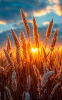 A field of tall grass with the sun shining on it. The sun is setting and the sky is blue photo