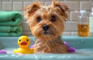 A dog is in a bathtub with a rubber duck photo