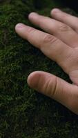 Moss on the stones in the forest. Creative. Close up of a child hand touching soft stone covered with green moss in the depths of the forest. video