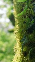 Moss-covered trees. Creative.Huge tree trunks with vegetation on them and large leaves. video