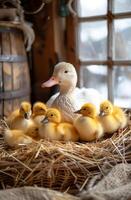 A mother duck and her ducklings are sitting in a nest made of straw photo
