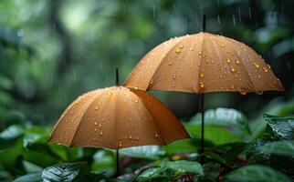 Two Umbrellas in the Rain. Two brown umbrellas stand in a lush green forest, wet with rain. photo