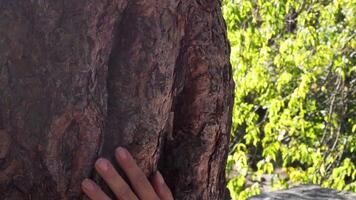 Tree trunks in a summer forest. Motion. Beautiful trees in shining sunlight. video