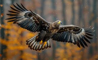 Hunting White-tailed Eagle with spread wings claws and beak landing in the forest with yellow autumn foliage and snow photo