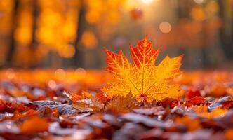 A leaf is on the ground in a forest. The forest is full of leaves and the ground is covered in them photo