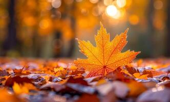 A single leaf of a tree is on the ground. The image has a peaceful and serene mood, as it captures a moment of nature in the fall season photo
