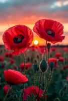 Two red flowers in a field with a sun in the background. The sun is setting and the flowers are in full bloom photo