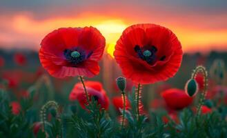Two red flowers are in a field with a beautiful sunset in the background. The sunset adds a warm and serene atmosphere to the scene photo