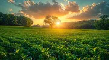 A field of green grass with a tree in the middle photo