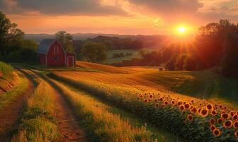 A red barn sits in a field of sunflowers. The sun is setting, casting a warm glow over the landscape photo