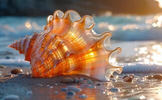 Conch shell. A Conch shell on the beach with seashells and pebbles photo