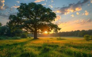 Single oak tree stands alone in field as the sun rises behind it casting warm glow on the meadow. photo