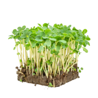 seedlings sprouting from the ground png