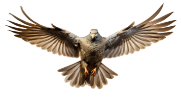 Dove bird . Mourning dove in flight with spread wings isolated. Dove of peace isolated. Rain dove with luscious feathers flying png