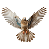 Dove bird . Mourning dove in flight with spread wings isolated. Dove of peace isolated. Rain dove with luscious feathers flying png