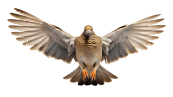 Dove bird . Mourning dove in flight with spread wings isolated. Dove of peace isolated. Rain dove with luscious feathers flying png