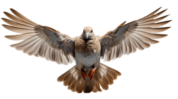 Dove bird . Mourning dove in flight with spread wings isolated. Dove of peace isolated. Rain dove with luscious feathers flying png