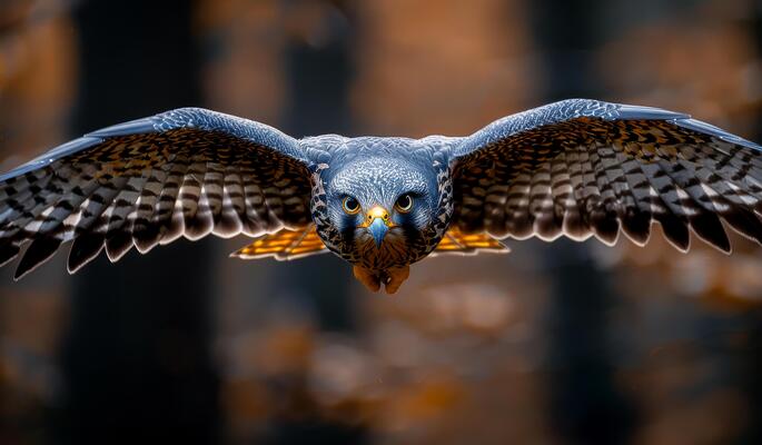 Peregrine Falcon bird of prey with open wings landing in the forest habitat Norway