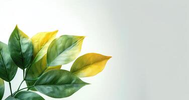 a green and yellow plant with leaves on a white background photo