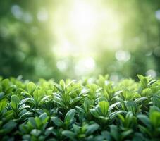 green tea leaves in the sunlight with bokeh photo