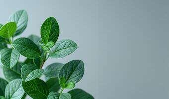 green leaves on a plant against a gray background photo