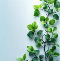 green leaves on a white background photo
