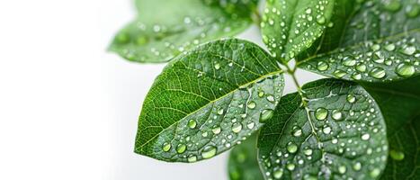 Close-up of green leaves with water droplets, showcasing nature's beauty and freshness with a pure white background. photo