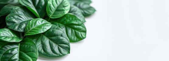 green leaves on white background photo