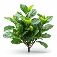 Fresh green plant with vibrant leaves isolated on white background. Perfect for botanical, nature, and greenery themes. photo