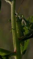 A huge locust. Creative.A huge green grasshopper with long antennae sitting in green branches and masquerading as a background. video