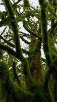 Green trees. Action.Huge tall tangled thick trees with overgrown moss on them video