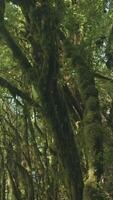 Strange green trees. Creative. Green twisting tropical trees with branches sticking out in the forest. video