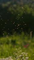 Nahansicht von Schwarm von Mücken im Gras. kreativ. Morgen Mücken im Grün Gras im Wiese. Insekten im Gras auf Sommer- Morgen. Mücken und Mücken im Natur video