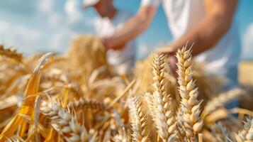 Close-up of wheat ears in a sunny field with farmers working in the background, showcasing the essence of agriculture and harvest. photo