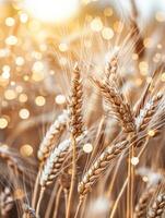 Golden wheat field bathed in warm sunlight with bokeh effect, symbolizing abundance and agricultural beauty during harvest season. photo