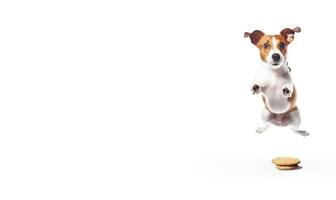 A cheerful Jack Russell dog jumps with his tongue out for food. White background isolate and close-up. . photo
