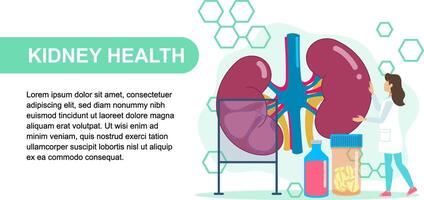 Nephrologist Examining Kidney Health with Medical Tools and Medications vector